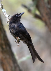 Dicrurus adsimilis fugax