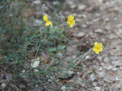 Helianthemum hirtum