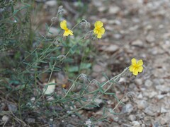 Helianthemum hirtum