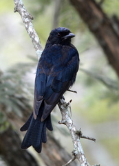 Dicrurus adsimilis fugax