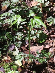 Bretschneidera sinensis