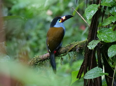 Andigena laminirostris