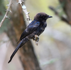 Dicrurus adsimilis fugax