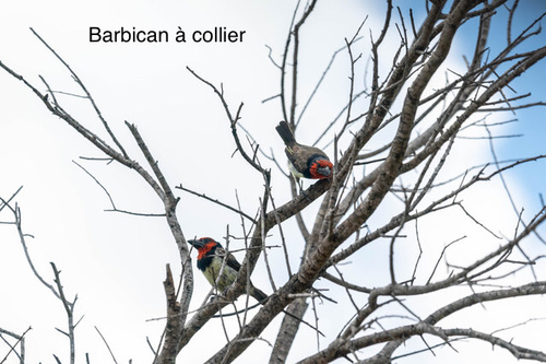 Black-collared Barbet