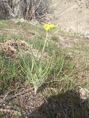 Lomatium triternatum triternatum