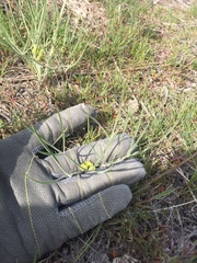 Lomatium triternatum triternatum