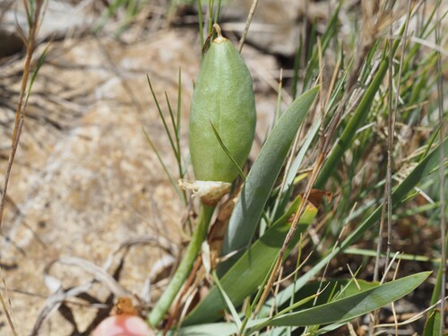 Iris lutescens, photograph 1