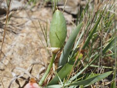 (c) Louis Aureglia, some rights reserved (CC BY) Iris lutescens, photograph (c) Louis Aureglia, some rights reserved (CC BY)