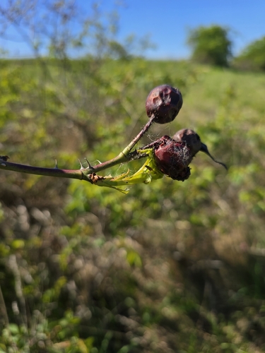 Rosa marginata