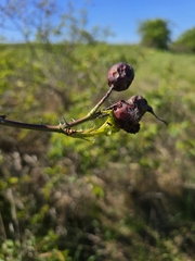 Rosa marginata