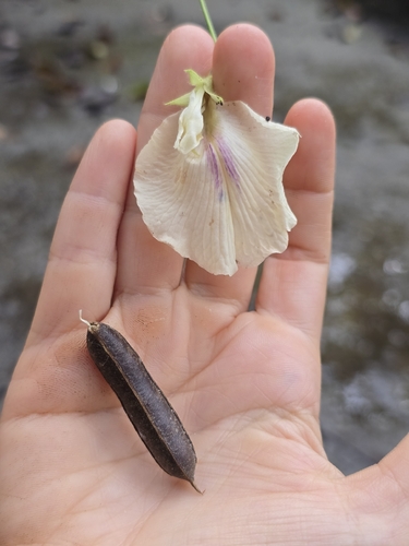 Clitoria falcata observed 2026-05-16