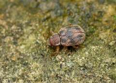 Xanthonia hirsuta