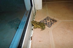 Rhinella beebei