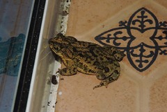 Rhinella beebei