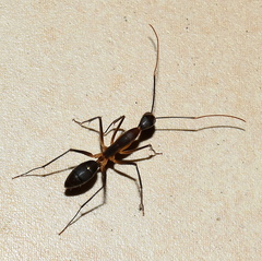 Camponotus etiolipes