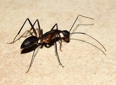 Camponotus etiolipes