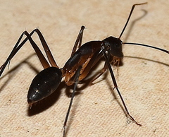 Camponotus etiolipes