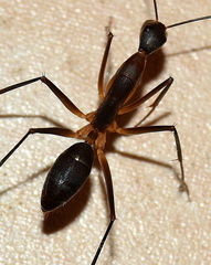 Camponotus etiolipes