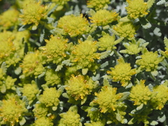 (c) Louis Aureglia, some rights reserved (CC BY) Teucrium aureum, photograph (c) Louis Aureglia, some rights reserved (CC BY)