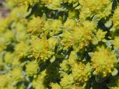 Teucrium aureum, photograph (c) Louis Aureglia, some rights reserved (CC BY)