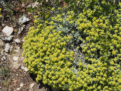 (c) Louis Aureglia, some rights reserved (CC BY) Teucrium aureum, photograph (c) Louis Aureglia, some rights reserved (CC BY)