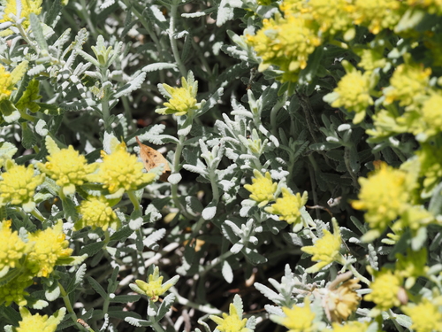 Teucrium aureum, photograph 4