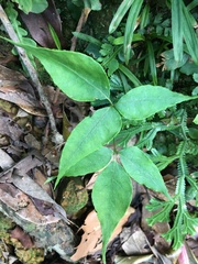 Bretschneidera sinensis