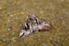 Autoplusia gammoides