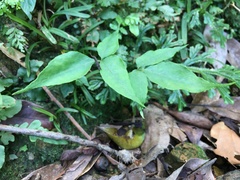 Bretschneidera sinensis