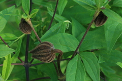 Clematis fusca