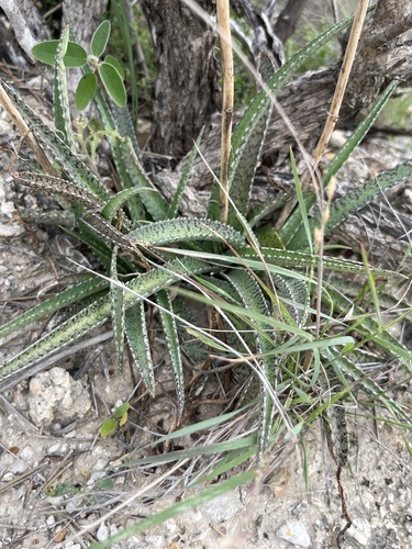 Manfreda longiflora