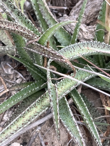 Manfreda longiflora 2