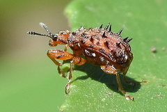 Rhamnapoderus verticalis