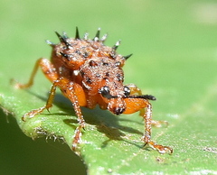 Rhamnapoderus verticalis