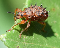 Rhamnapoderus verticalis