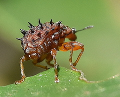 Rhamnapoderus verticalis