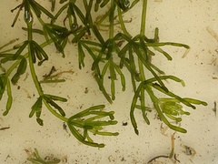 Chara protocharoides