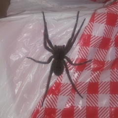 Phoneutria nigriventer