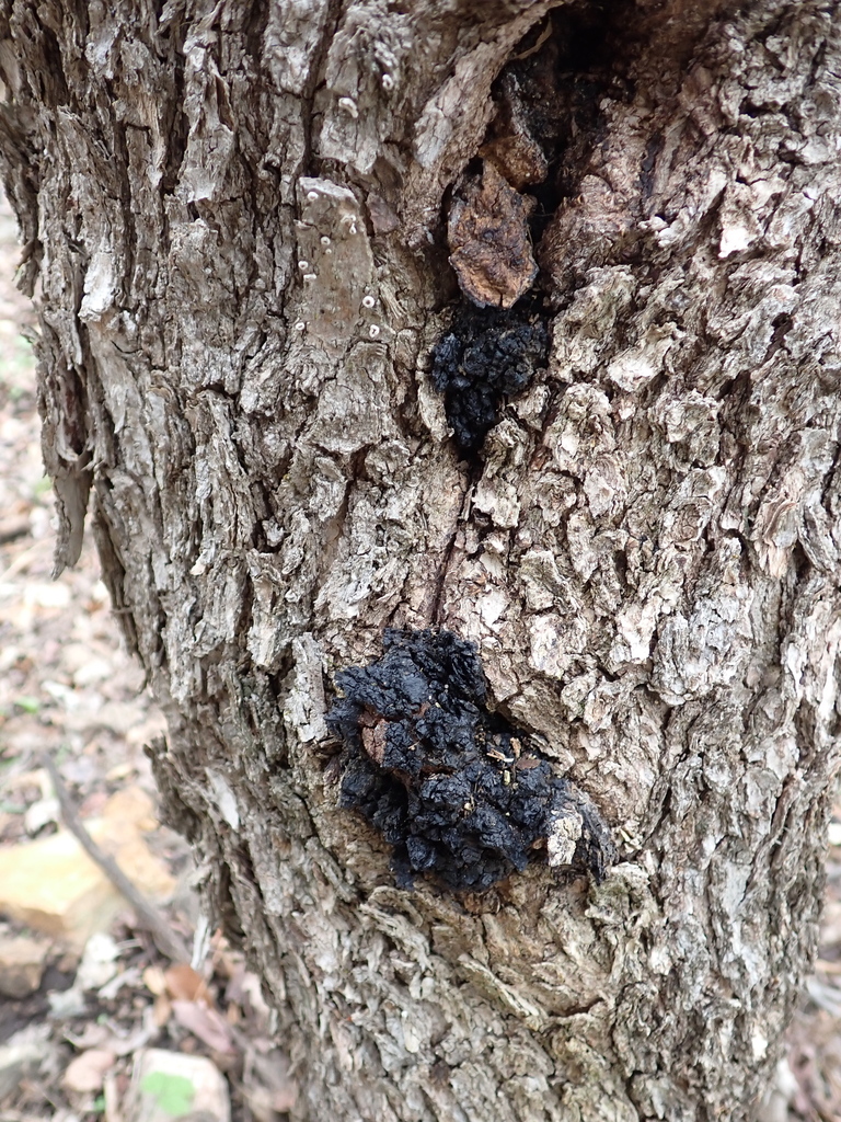 chaga · May 2026 · photo: Photo: (c) Loopy30, some rights reserved (CC BY-SA) · iNaturalist