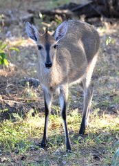 Sylvicapra grimmia caffra