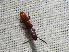 Taphroscelidia linearis