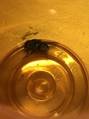 Graphomya maculata