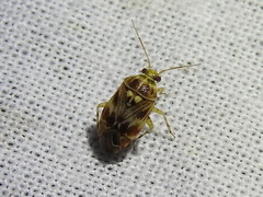 Tropidosteptes quercicola