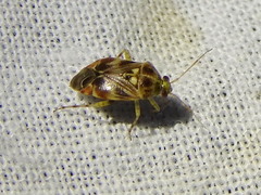 Tropidosteptes quercicola