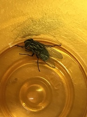 Graphomya maculata