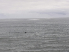 Cephalorhynchus hectori