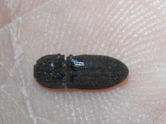 Agrypnus rectangularis