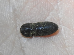 Agrypnus rectangularis