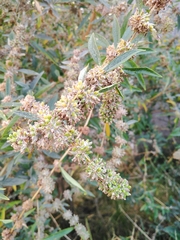 Buddleja sessiliflora