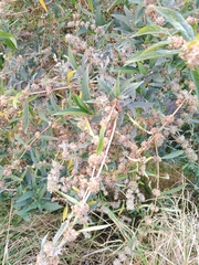 Buddleja sessiliflora